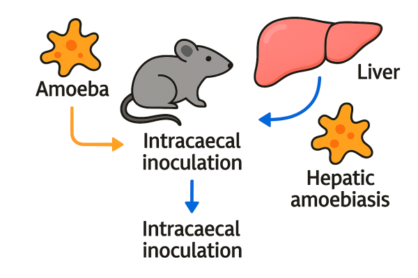 Designer - 2025-10-15T085804.708